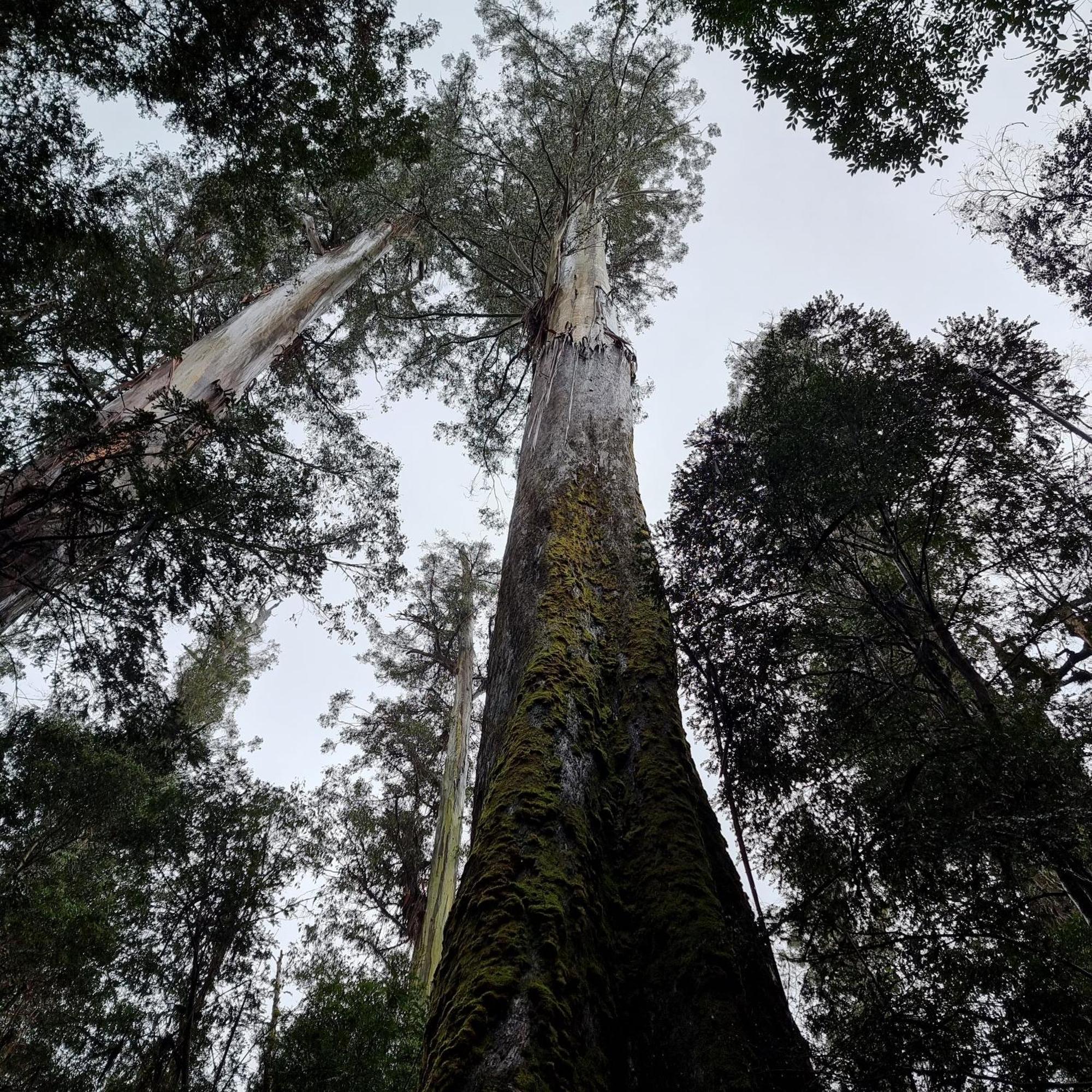 Russell Falls Holiday Cottages National Park ภายนอก รูปภาพ